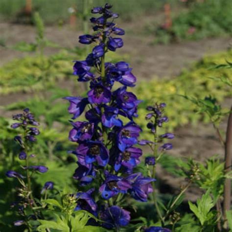 Delphinium Seeds - Delphinium Cultorum Black Knight Flower Seed