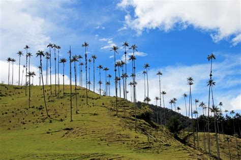 Landscape of Wax Palm Trees in Cocora Valley Near Salento, Colombia ...