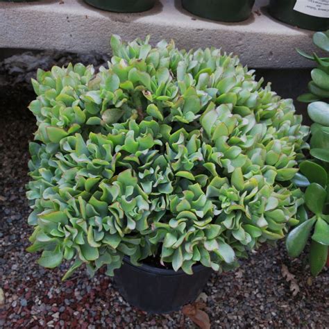 Crassula arborescens spp undulatifolia - Agaveville