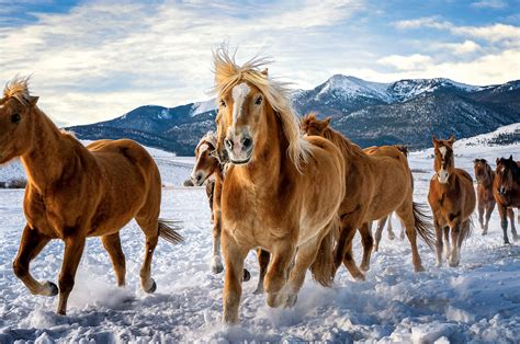 2560x1700 Horses Snow Running 4k Chromebook Pixel ,HD 4k Wallpapers ...