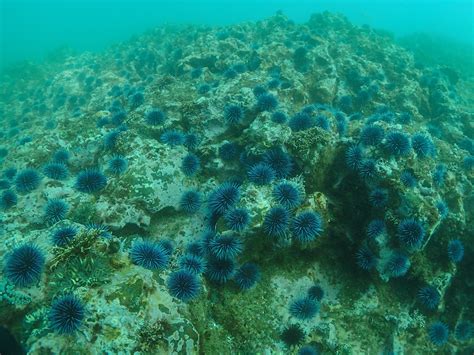 Urchins and Kelp Forests on the West Coast of North America