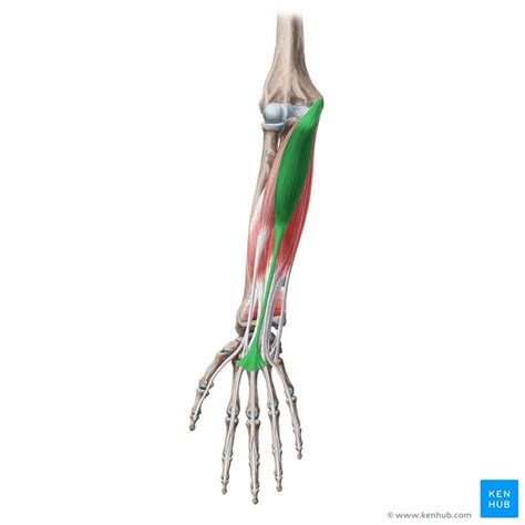 Palmaris longus: Origin, insertion and function | Kenhub