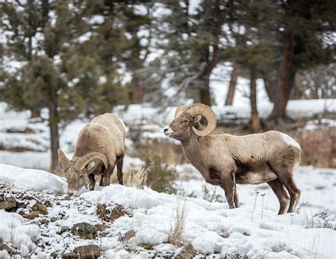 Big Horns in the Snow #1 Photograph by Carolyn Fox - Fine Art America