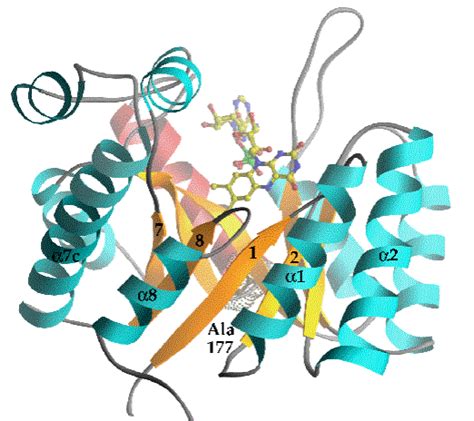 A single subunit of the tetrameric structure of E