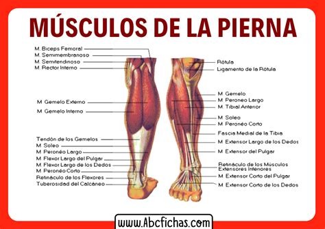 Anatomía de Los Músculos de las Piernas | Sistema Muscular