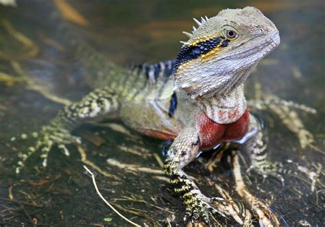 Eastern Water Dragon. Adult male. | Inigo Merriman | Flickr