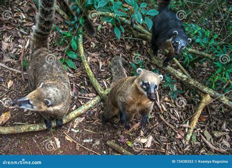 Coatis at Iguacu falls stock photo. Image of coati, border - 73438352