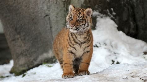 Download Snow Cub Animal Tiger HD Wallpaper