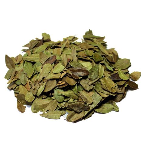 Bearberry Leaves (4 oz pkg) | Crazy Crow Trading Post