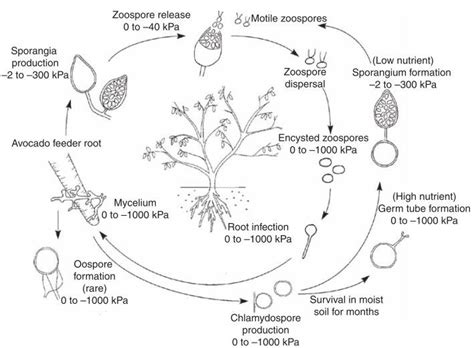 1 Disease cycle of Phytophthora cinnamomi causing avocado root rot ...