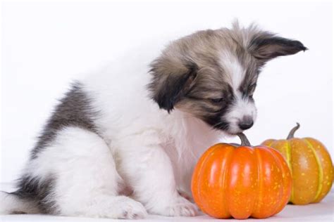 Pumpkin for Dogs: A Cure for Dog Upset Stomach Problems - Veterinarians.org