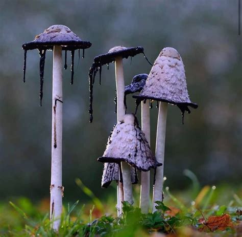 10 Most Poisonous Mushrooms In The World | AVOID THEM!