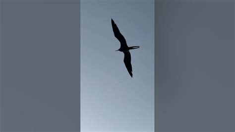 Magnificent Frigatebird Amazing Wingspan - YouTube