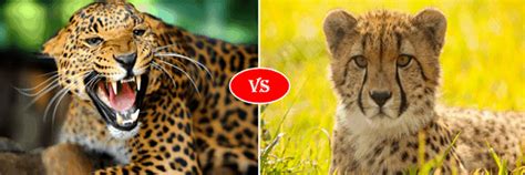 Jaguar vs Cheetah fight comparison- who will win?