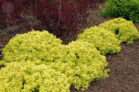 berberis golden nugget | Garden shrubs, Plants, Shrubs for landscaping