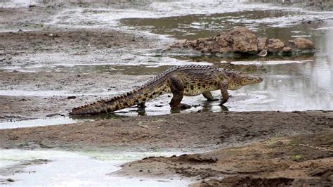 Crocodile Walking - YouTube