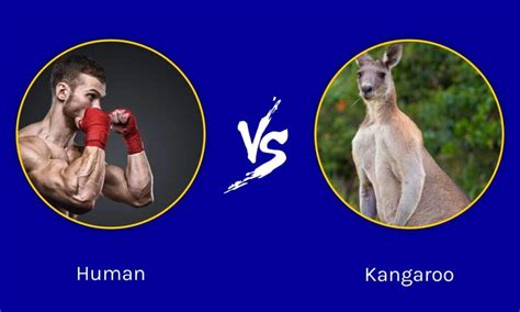 Kangaroo Fight