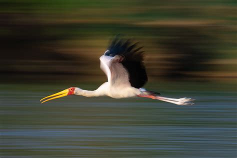 Africa – Botswana Photo Safari