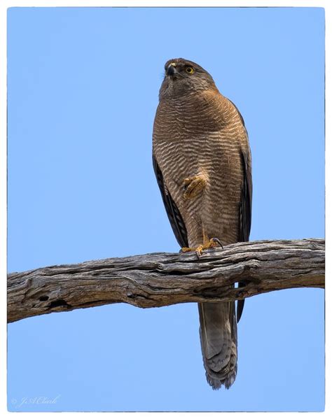 Brown Goshawk_C8A0964 | Nature reserve, Bald eagle, Prey