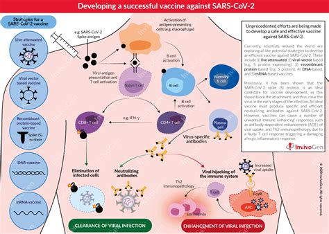 COVID-19 | Vaccine development | InvivoGen