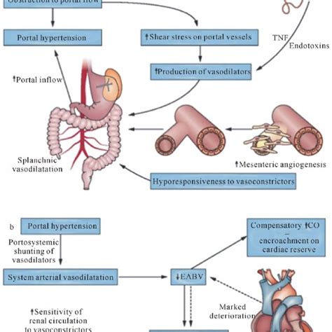 (PDF) Hepatorenal Syndrome