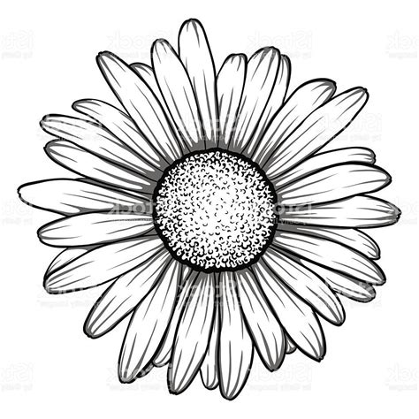 Daisy Drawing Black And White