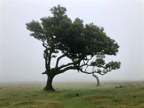 Fanal Forest Madeira - Ontdek dit magische Laurel bos