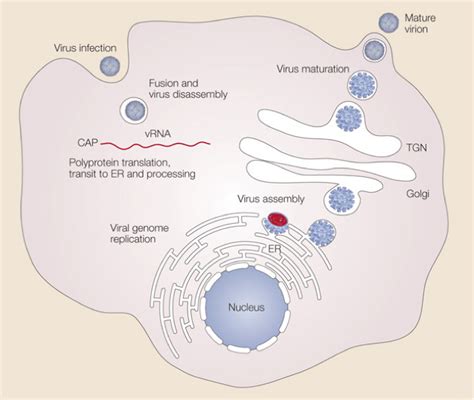 Dengue Virus - Creative Diagnostics