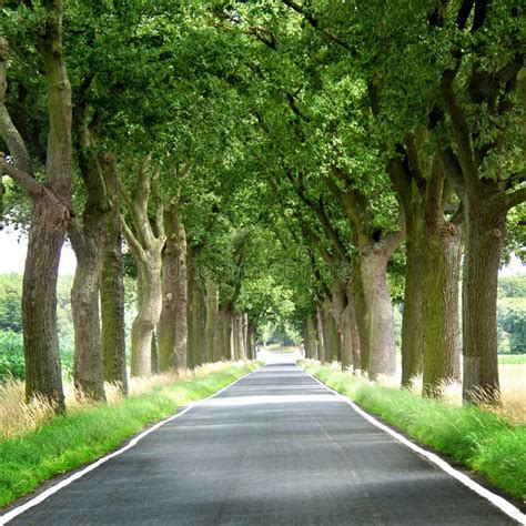 Trees lined country road stock photo. Image of season - 50317848