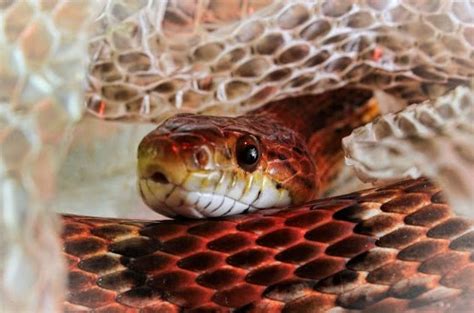 Corn Snake Shedding Guide | MyPetCareJoy