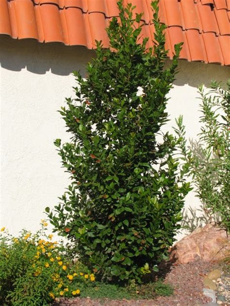 Xtremehorticulture of the Desert: Bay Laurel Good Choice for Chain Link Privacy