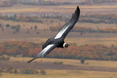 Flying With the Magnificent Andean Condor | Andean condor, Animals beautiful, Animals