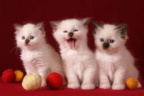 3 Cute Kittens HD desktop wallpaper : Widescreen : High Definition : Fullscreen