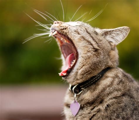 Cats and Stomatitis: A Condition You Wouldn't Wish on Your Worst Enemy - Catster