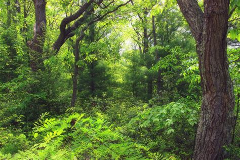 Free Images : tree, wilderness, branch, sunlight, leaf, spring, green, jungle, plants, trees ...