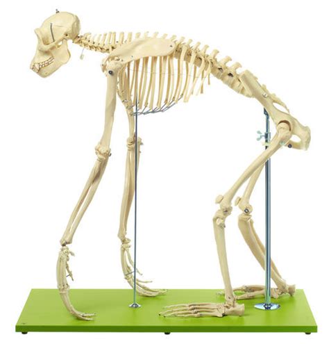 Chimpanzee Skeleton