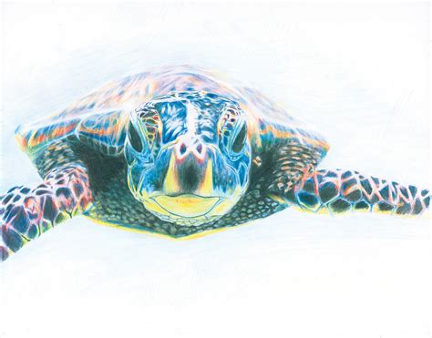 Honu Drawing at GetDrawings | Free download