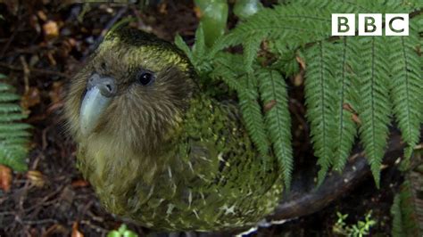 Clumsy Kakapo: The flightless parrot - Natural World: Nature's Misfits ...