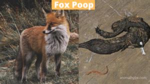 What Does Fox Poop Look Like? Fox Scat Identification - Animal Hype