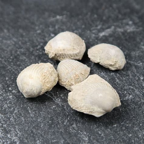 Meleagrinella echinata bivalve fossils | Buy Fossil Shells UK