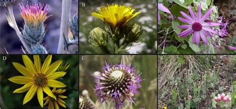 Asteraceae Species [IMAGE] | EurekAlert! Science News Releases