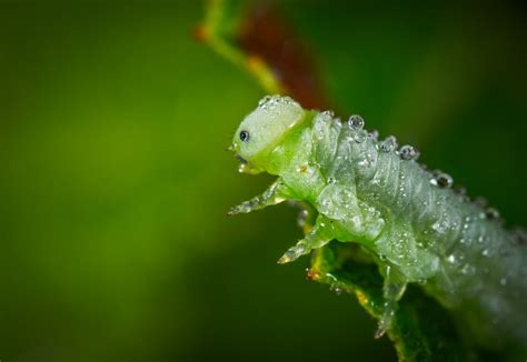 Macro Photography of Dragonfly · Free Stock Photo