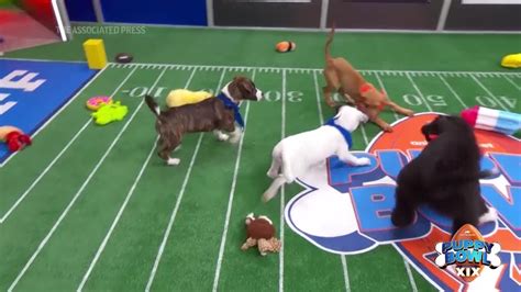 Team Ruff and Team Fluff to face off in Puppy Bowl XIX - YouTube