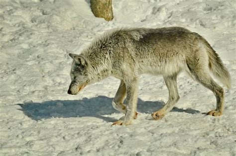 Gray Wolf in winter snow stock photo. Image of animal - 173895202