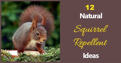 Natural Squirrel Repellent Ideas - Keep Squirrels out of The Yard!