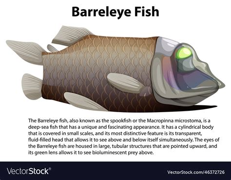 Pacific barreleye fish with informative text Vector Image