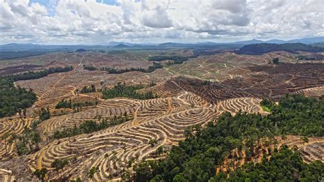 More than half of tropical deforestation linked to exports of key commodities is happening in ...