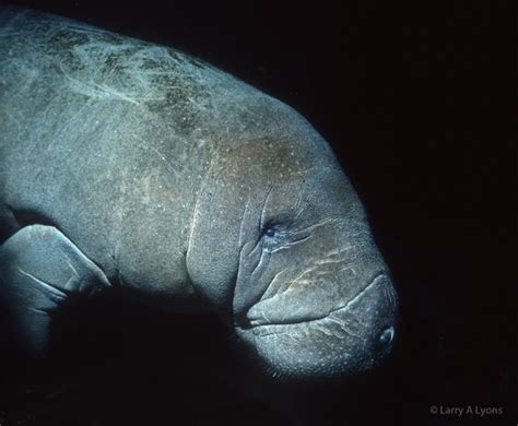 Endangered Manatee – A Gentle Giant | EnviroQuest