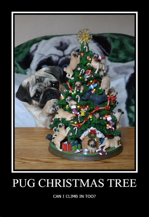 Funny Pug Dog Meme LOL Pug and a Christmas Tree #pug #puppy #dog # ...