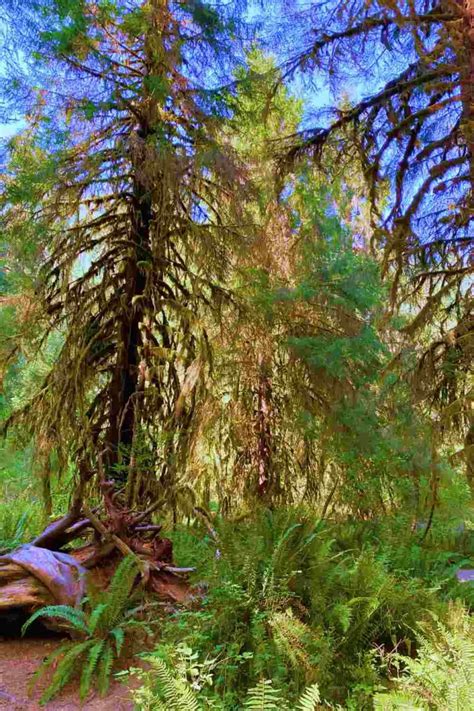 Hoh Rainforest Hall Of Mosses Trail Guide